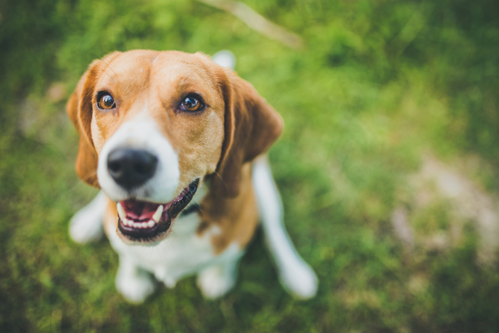 Beagle In Yard